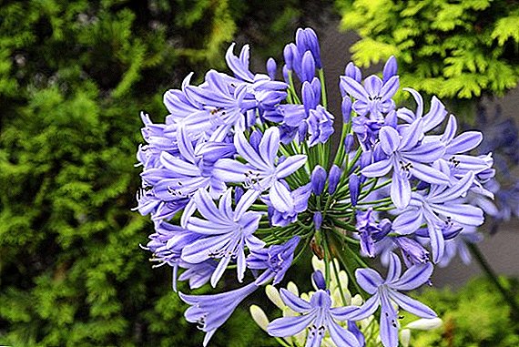 Planting agapanthus and care features