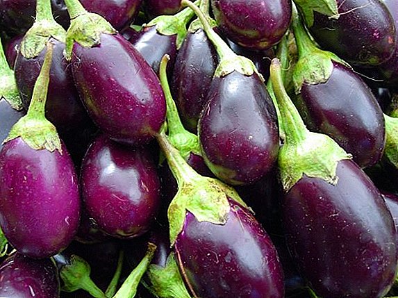 Planting eggplants in open ground and features of growing plants