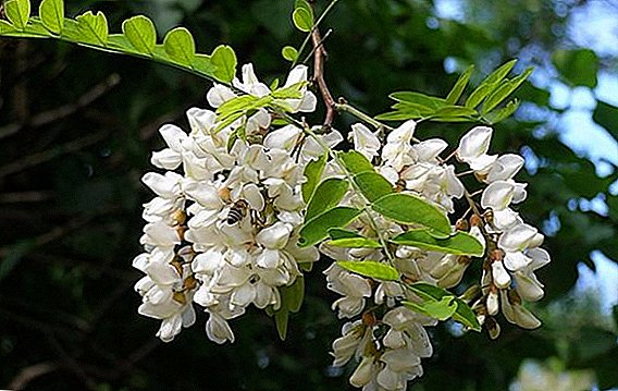 Weiße Akazie pflanzen und pflegen