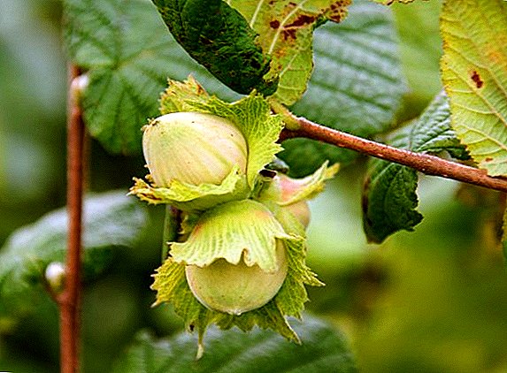 Planting hazelnuts in the garden: care and cultivation