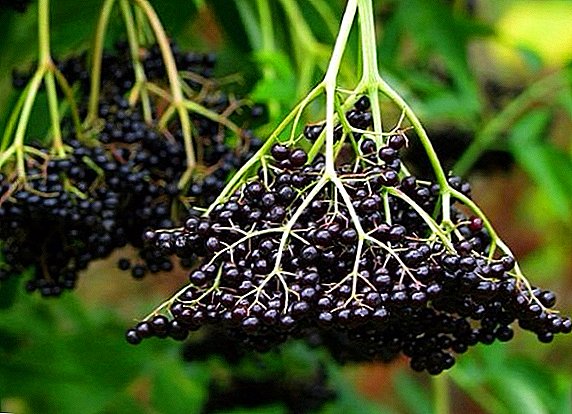 Planting and care of black elderberry