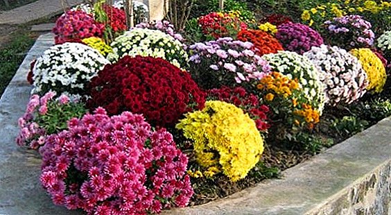 Plantación y cuidado de crisantemo multiflora, características del crecimiento de plantas esféricas.