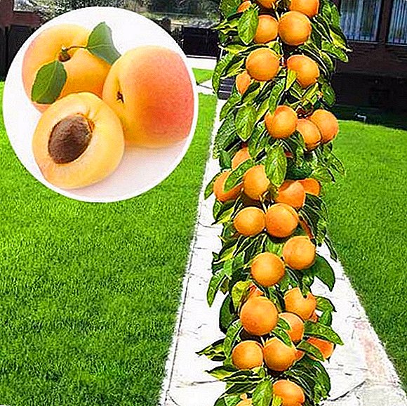 Plantation et entretien des variétés d'abricots en forme de prince "Mars Mars"