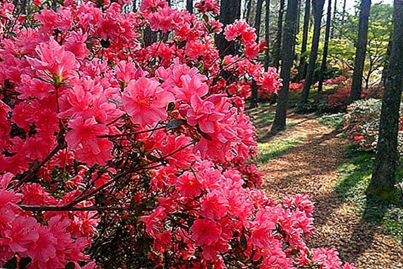 Planting and caring for room azalea, growing a picky flower at home