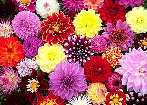 Planting and caring for perennial dahlias in the garden