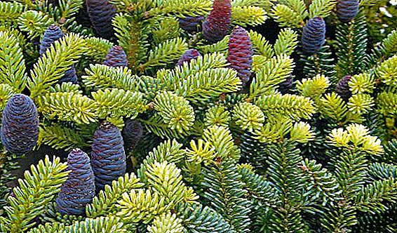 Planting and maintenance of fir, how to grow a New Year tree