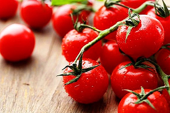 Plantación y cuidado de tomates cherry en invernadero.