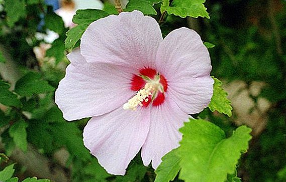 Planting and care of Syrian hibiscus