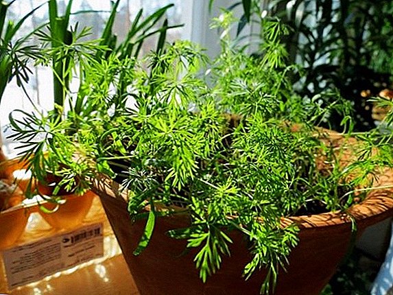 Plantando y cuidando el eneldo en el alféizar de la ventana, cómo cultivar verdes fragantes en una maceta