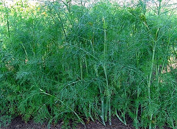Planting and caring for dill - in spring, summer and winter