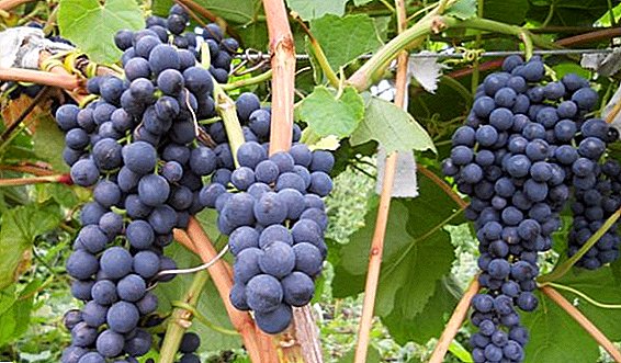 Aanplant en verzorging van druiven "Memory Dombkovskaya" in het land