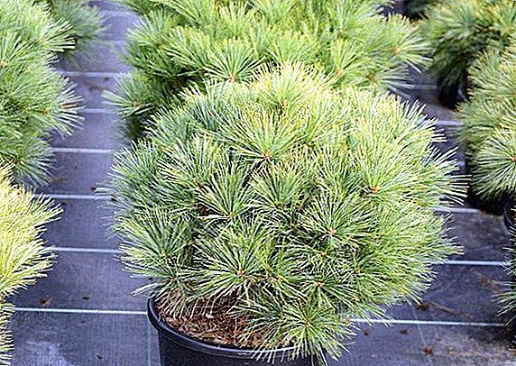 Planting and cultivation of popular varieties of Weymouth pine