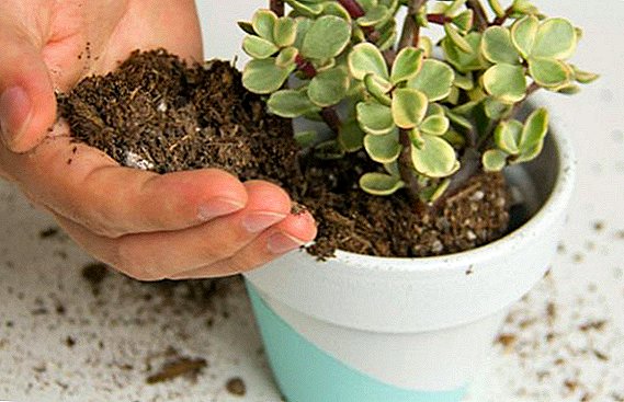 Planting potted flowers in a pot