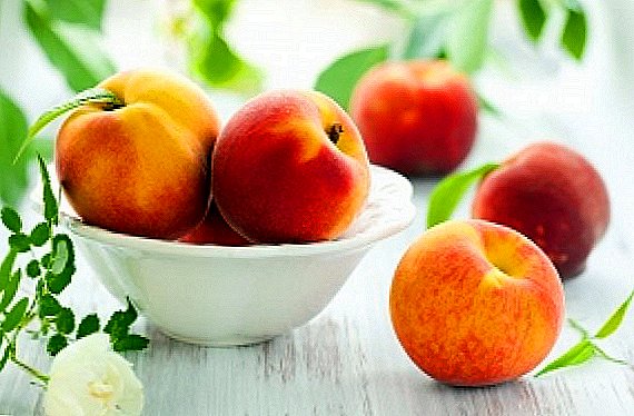 Planterar en persika på våren - underhållande och användbart arbete