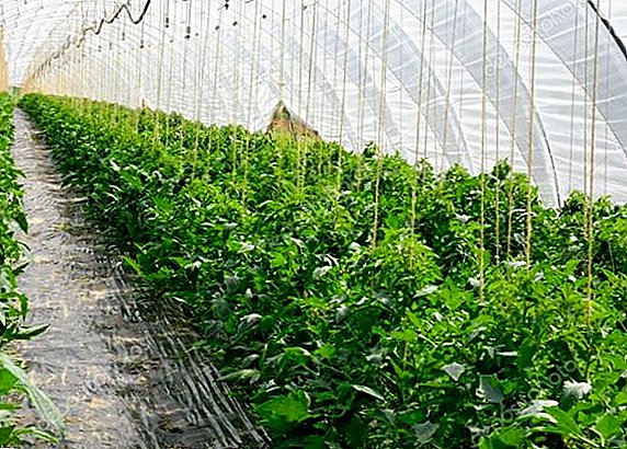 Planting tomatoes in the greenhouse: the best terms and conditions for obtaining a rich harvest