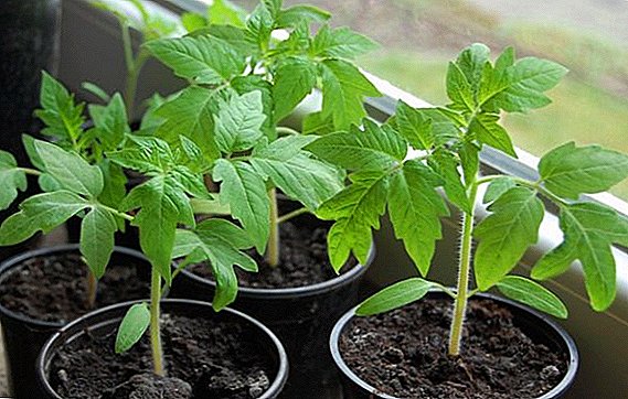 Planting tomato seedlings: how to choose the optimal time