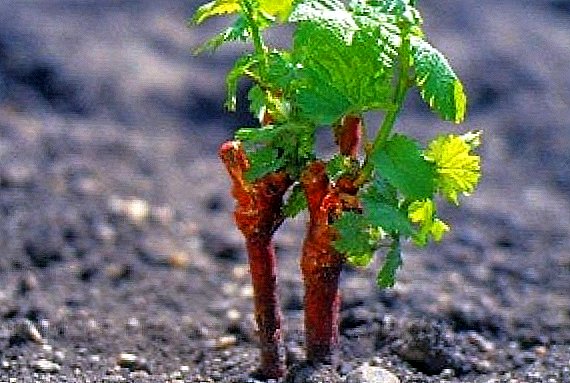 زراعة العنب في شتلات الخريف: نصائح عملية