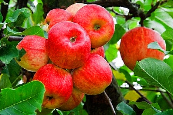 زرع أشجار التفاح في خطوط العرض الأورال: أي مجموعة متنوعة للاختيار