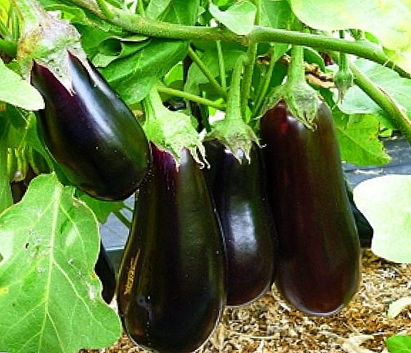 Zaaiende aubergine zaailingen: praktisch advies