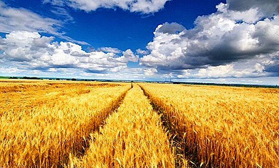 L'area coltivata a barbabietola da zucchero biologica verrà ampliata in Ucraina