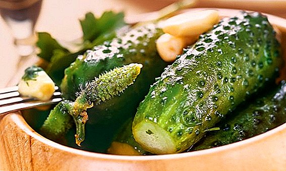 Step-by-step recipe for salted cucumbers at home