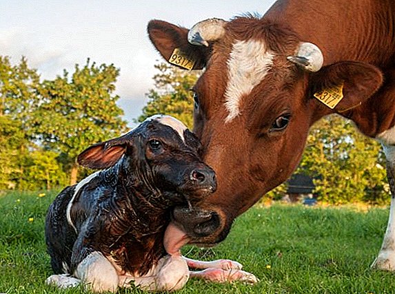شلل جزئي بعد الولادة في الأبقار: ما هو ، ما يجب علاجه ، وكيفية الوقاية منه