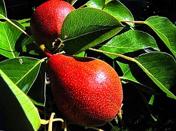 Sena sorter av päron: egenskaper, fördelar, nackdelar, FOTO