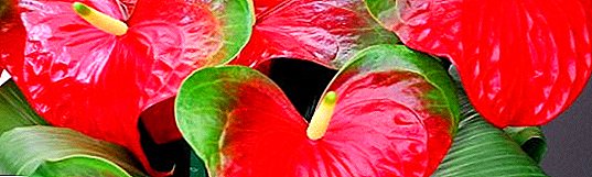 Żółknięcie liści Anthurium: możliwe choroby i sposób leczenia kwiatu