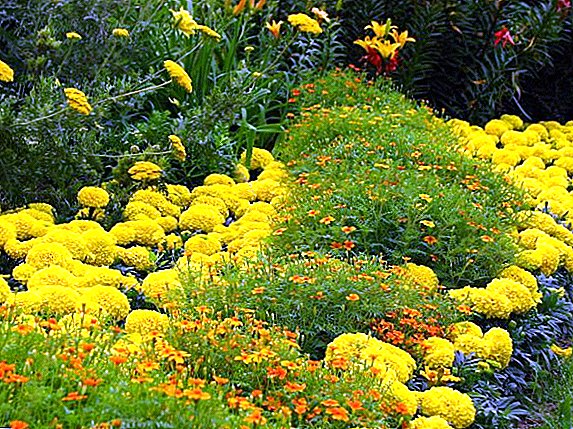 Rules and features of growing marigolds from seeds