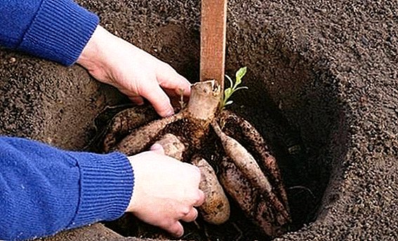 Regler og vilkår for plantning af dahlias i foråret