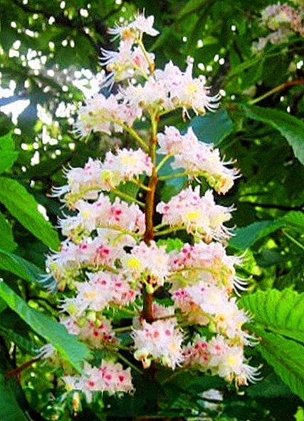Terms of use of chestnut flowers for medicinal purposes