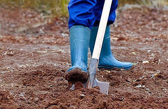 Pravila kopanja zemlje, kdaj in kako kopati zemljo v državi