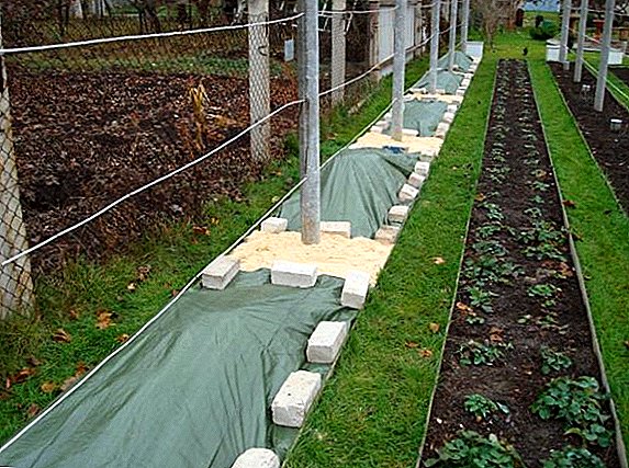 กฎสำหรับการประมวลผลองุ่นก่อนที่จะปกป้อง: วิธีการเตรียมพืชสำหรับฤดูหนาว