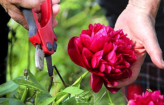 Rules for trimming peonies after flowering