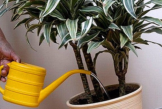 The rules of watering ficus