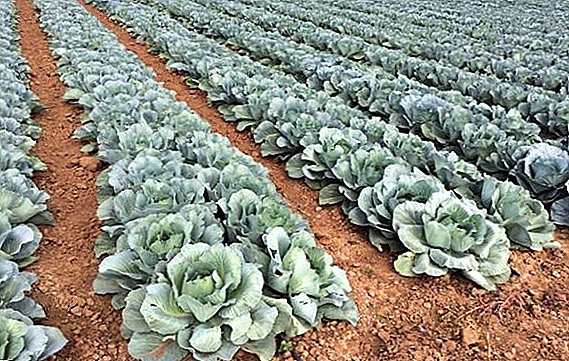 The rules of irrigation of cabbage in open ground