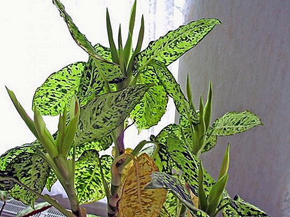 Reglas para plantar y mantener dieffenbachia, cómo cultivar una planta tropical en tu habitación
