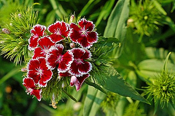 Rules for planting and caring for Chinese carnation