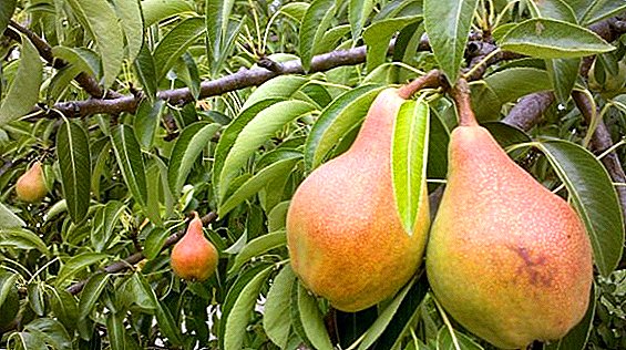 Rules of planting and care for the "Cathedral" pear