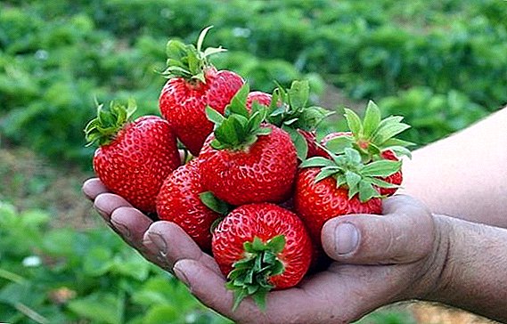 Rules of planting and care for strawberries "Russian size"