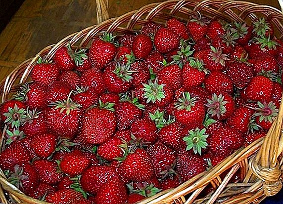 Reglas de siembra y cuidado de las variedades de fresas "Festival".