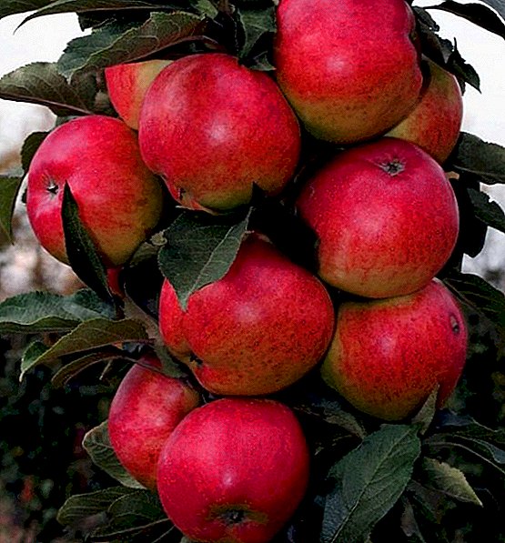 Aturan untuk menanam dan merawat pohon apel kolumnar di Siberia