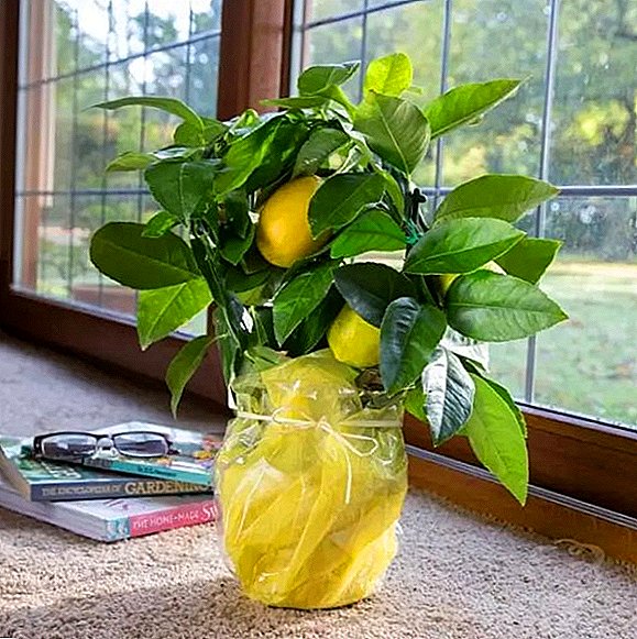 Rules for planting and caring for lemon at home