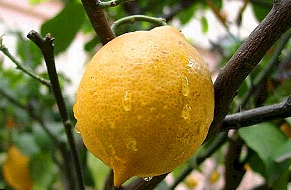 غرفة الليمون كيف تنمو شجرة الليمون في المنزل نباتات داخلية
