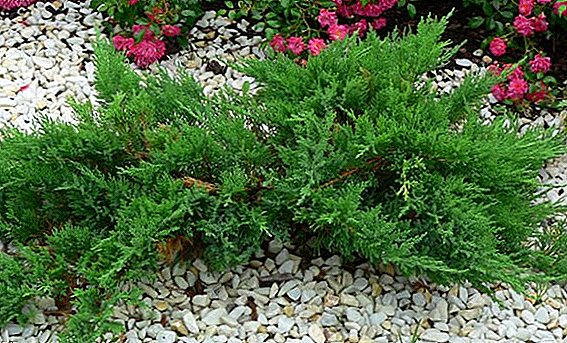 Rules for planting and caring for juniper Andorra compact