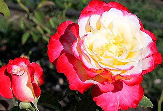 Regeln für das Pflanzen und Pflegen von Rosen Double Delight
