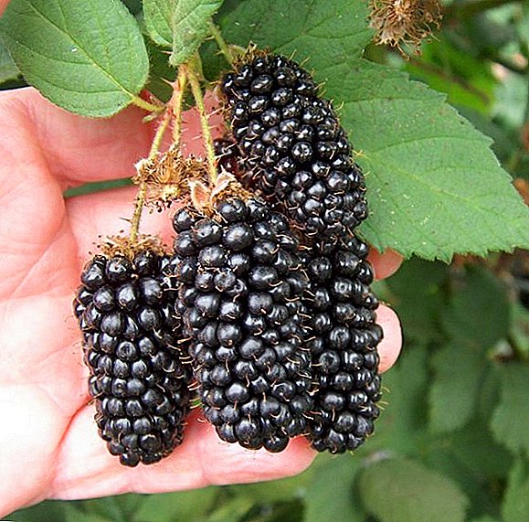 高収量ブラックベリー「ジャイアント」の植栽と世話の規則