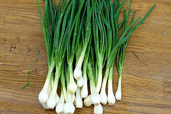 Rules for planting and growing shallots on the feather