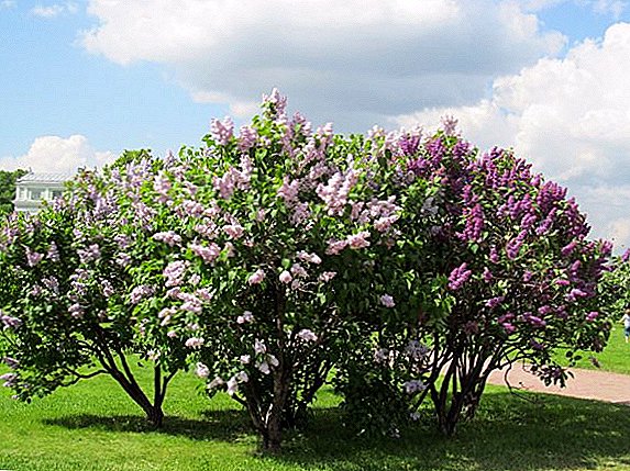 Rules of planting lilac ordinary at the dacha
