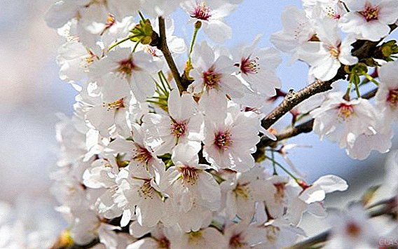 قواعد زراعة أشجار التفاح في الربيع: متى تزرع ، وكيف تزرع ، والأخطاء الرئيسية عند الزراعة